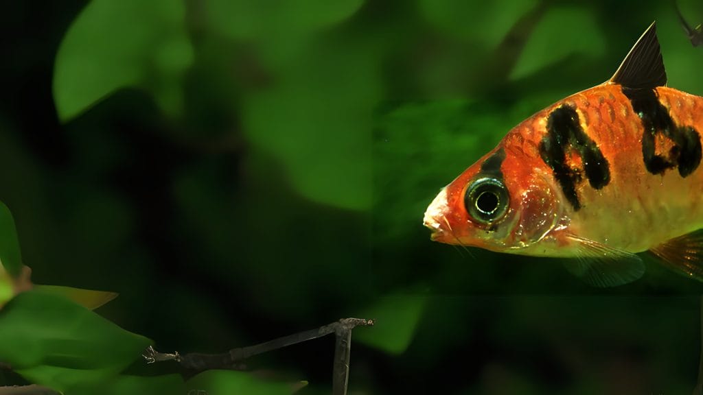 Columnaris (Cotton Mouth Disease)
Aquarium Fish Diseases