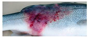 Aquarium Fish Diseases
Fish Tuberculosis (Mycobacteriosis)