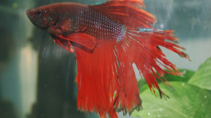  Treat and Prevent Fin Rot in Fish