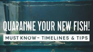 How Long Should You Quarantine New Aquarium Fish?