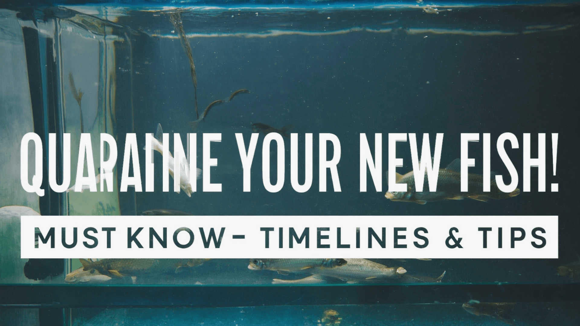 How Long Should You Quarantine New Aquarium Fish?