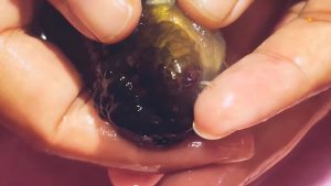 Aquarium Anchor Worm