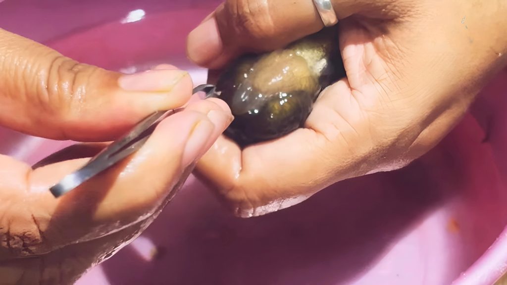 Aquarium Anchor Worm 