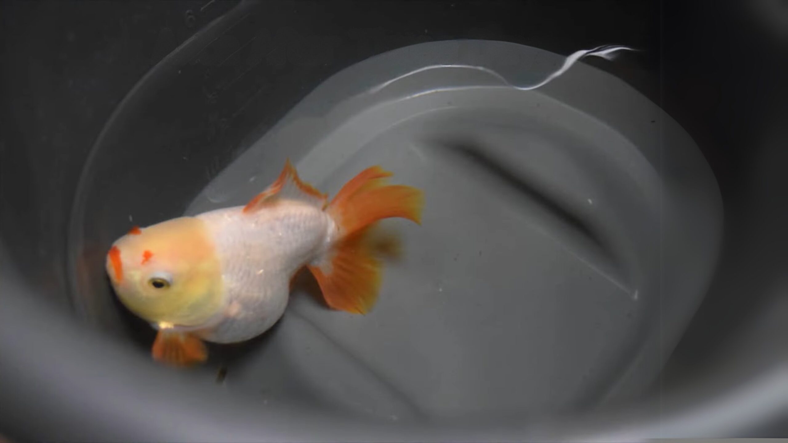 Fish Swim Bladder Disorder