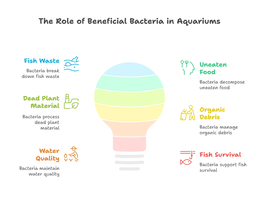 the role of beneficial bactera in aquariums